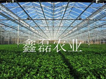 阳光板温室