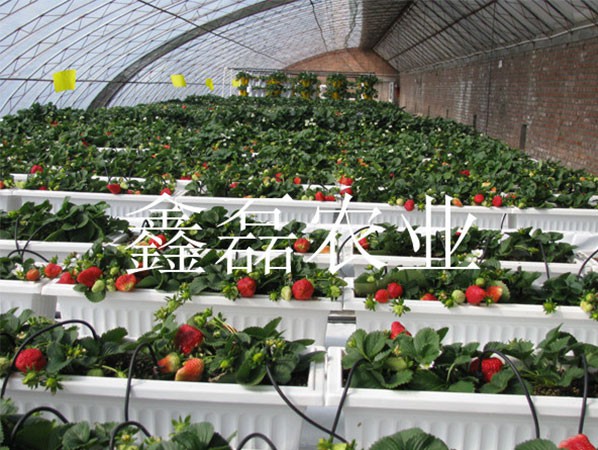 草莓采摘大棚